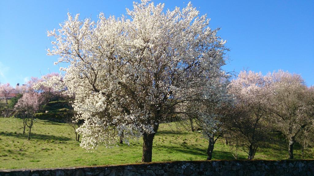 Flor Do Douro - Comercio E Hotelaria, Lda Miranda do Douro Ngoại thất bức ảnh